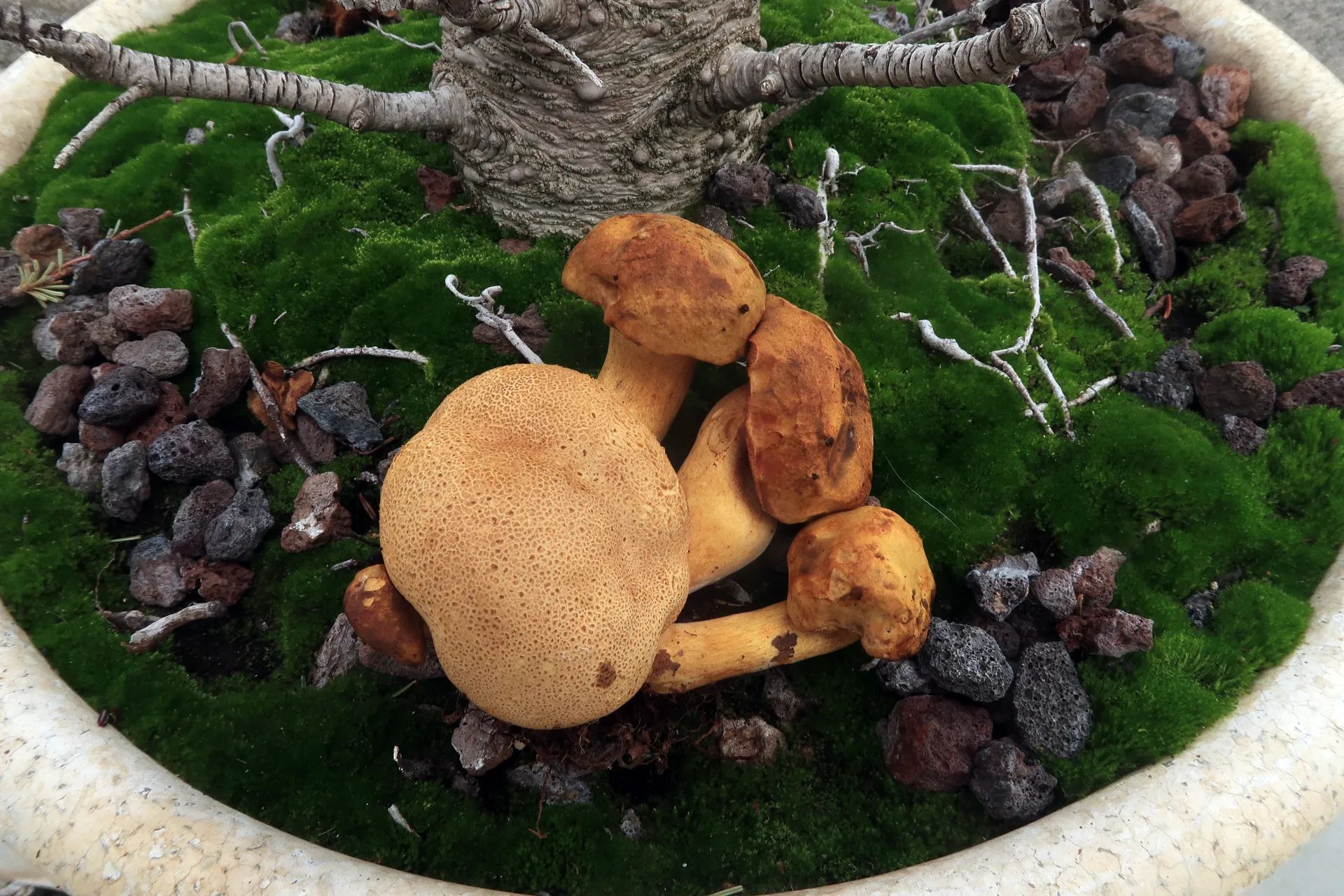 Pseudoboletus parasiticus - 1 - IMG_8191